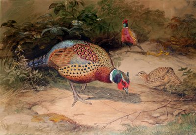 Ring-necked Pheasant (Phasianus torquatus), 1852-54 by Joseph Wolf